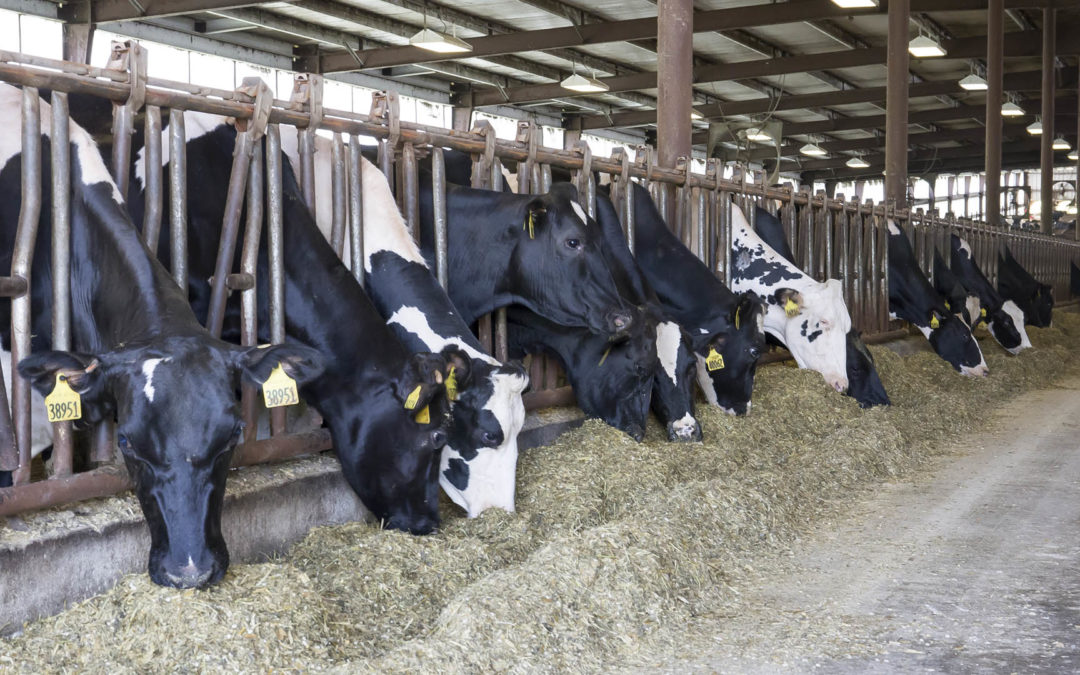 The most inexpensive way to optimize milk: Feedbunk management