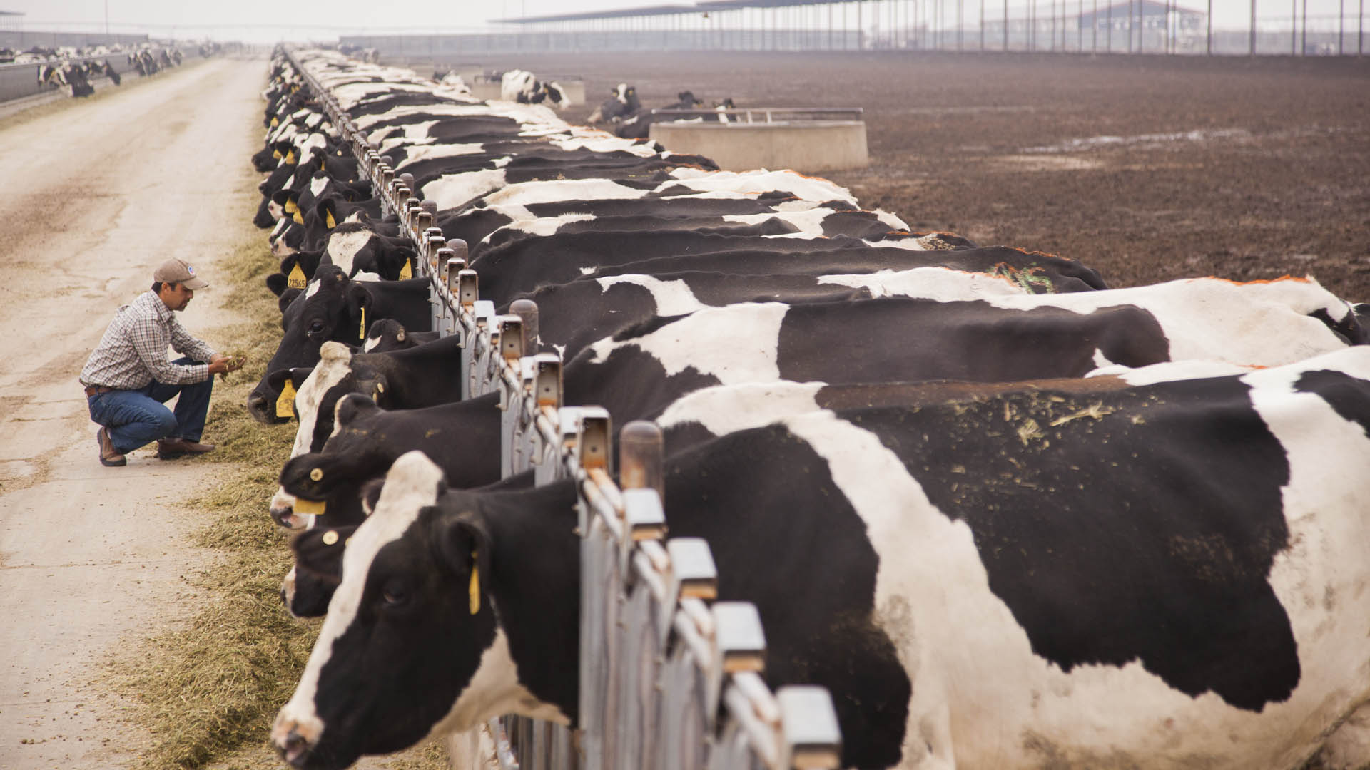 Home Standard Dairy Consultants