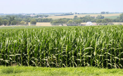 Should you spray foliar fungicide on your silage corn this year?