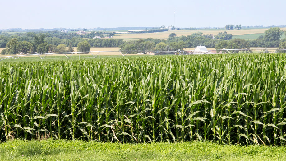 Should you spray foliar fungicide on your silage corn this year?