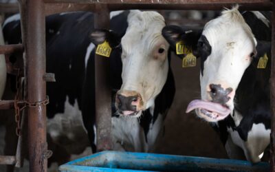 Why Water Is The Most Critical (and Overlooked) Nutrient For Dairy Cows
