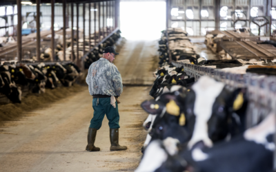 The Interconnected Dairy: Decisions Have Downstream Consequences