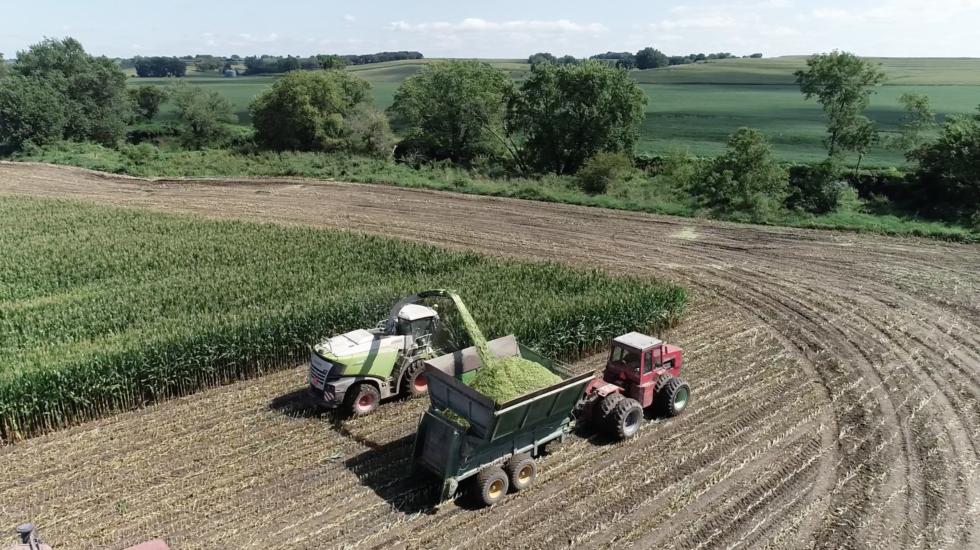 Producing Quality Corn Silage from Proper Processing - Standard Dairy ...