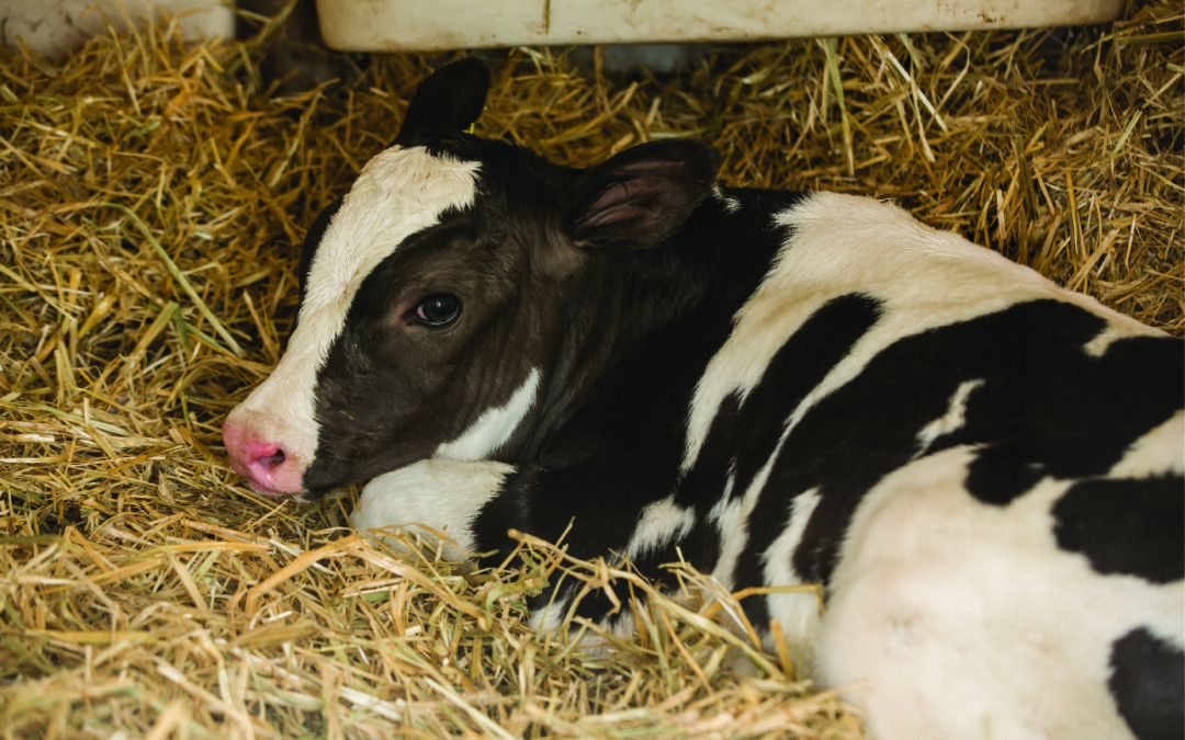 Nesting for Success; Calf-Rearing Considerations for Changing Seasons