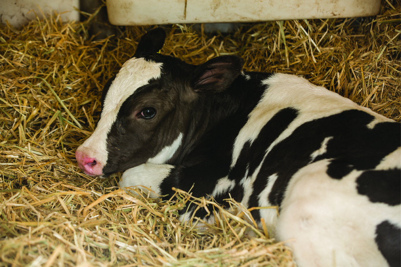 Proper bedding keeps calves warm and dry - Grainews