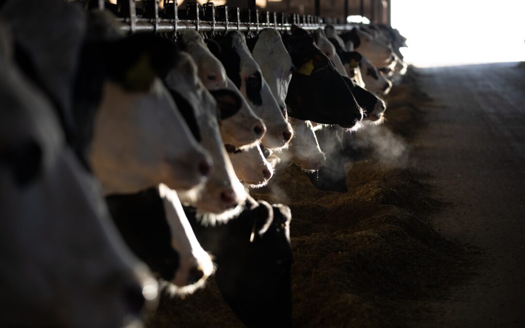 Winter Preparation for Dairy Cows: Nutrition, Health, and Comfort Considerations