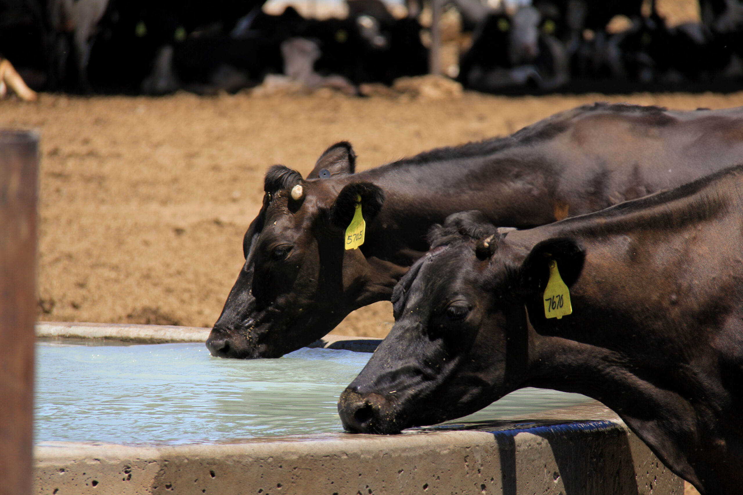 Dairy × Beef Breeding Program - Standard Dairy Consultants