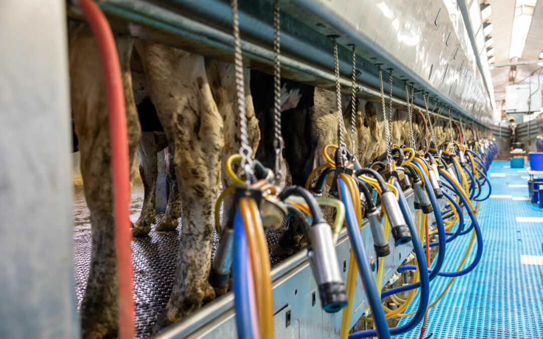 Bird Flu in Dairy Cattle: H5N1 Developments and Recommendations