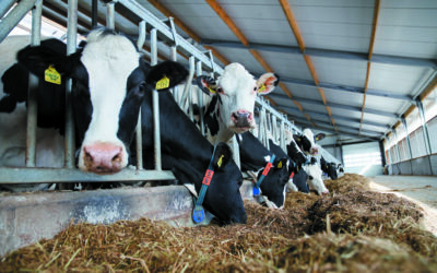  Feed Bunk Management in the Dog Days of Summer 