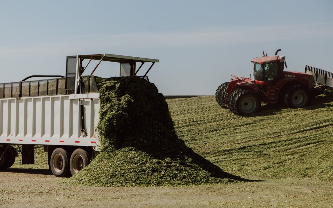 Truck unloading freshly chopped corn silage onto a pile while a red tractor packs it down during harvest.
