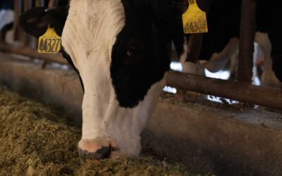Are Your Feed Additives Still Pulling Their Weight?