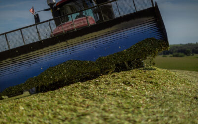 Back to Basics: Key Considerations for This Year’s Corn Silage Harvest